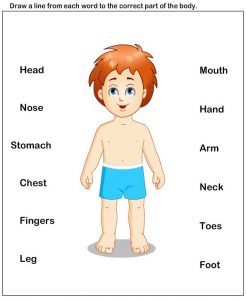 body parts