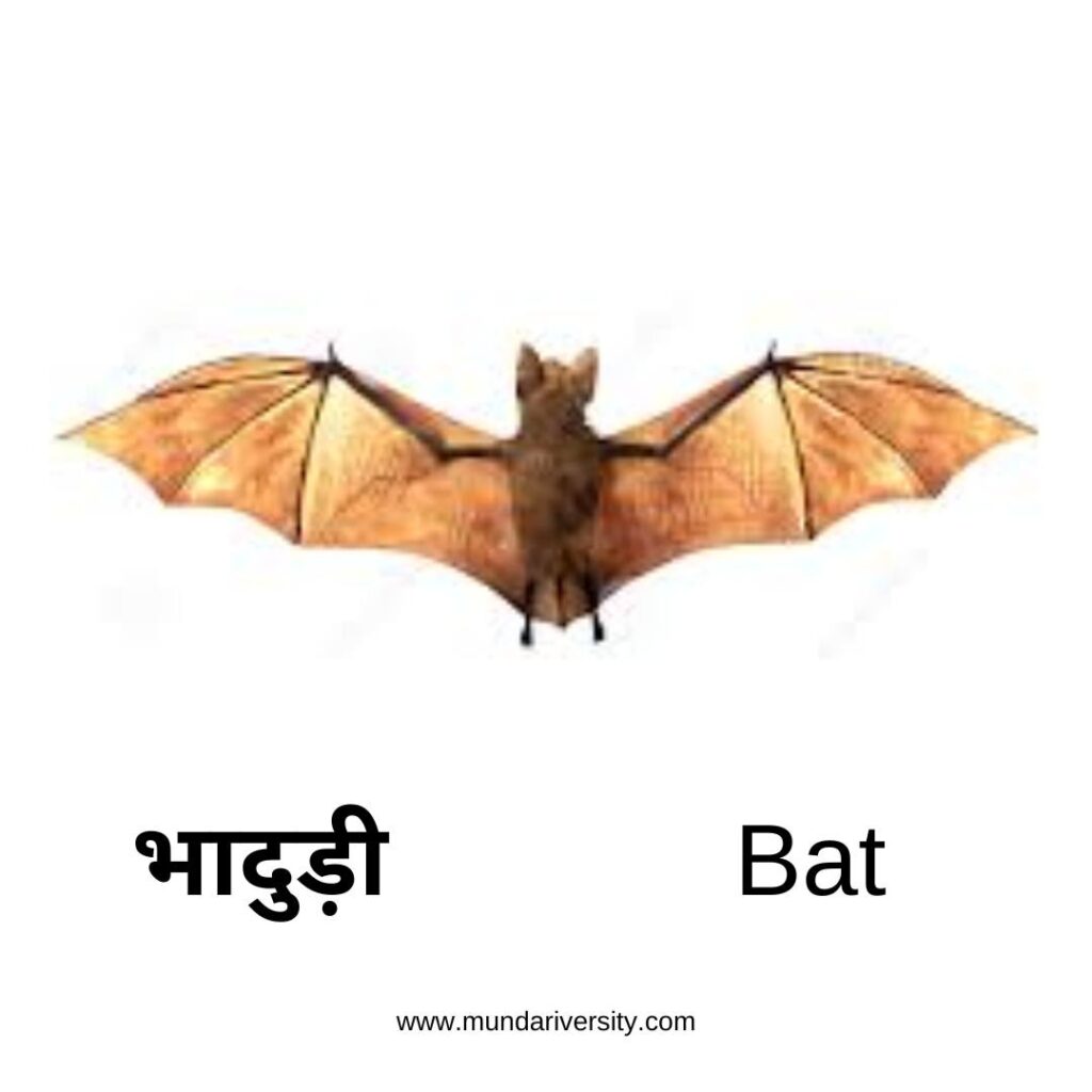 Bat