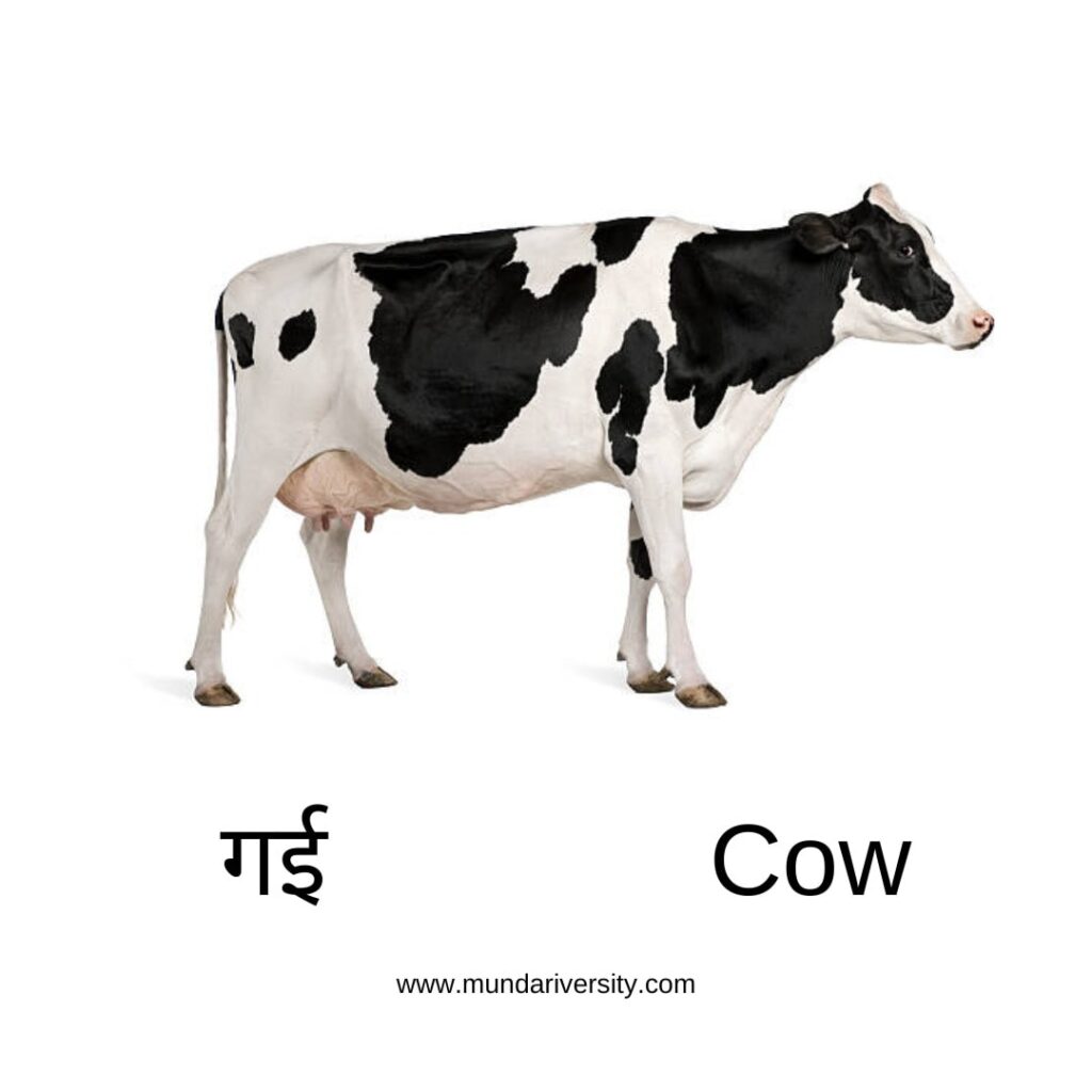 Cow