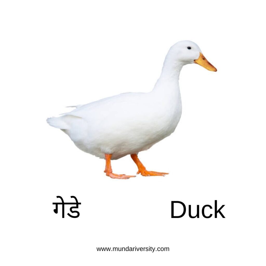 Duck