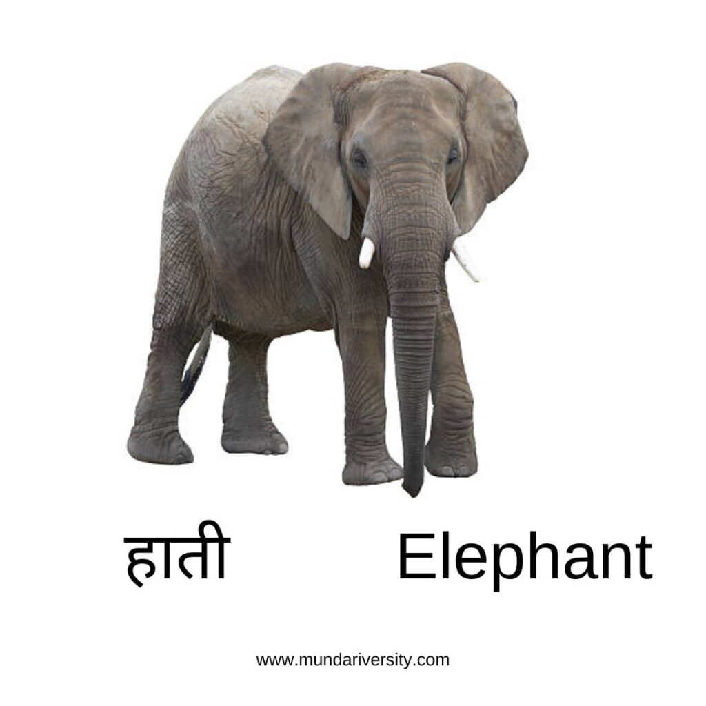 Elephant