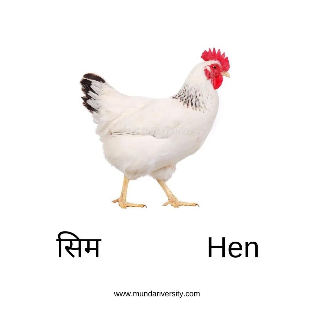 Hen