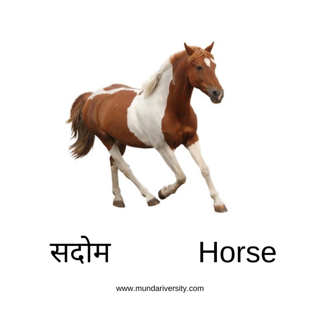 Horse