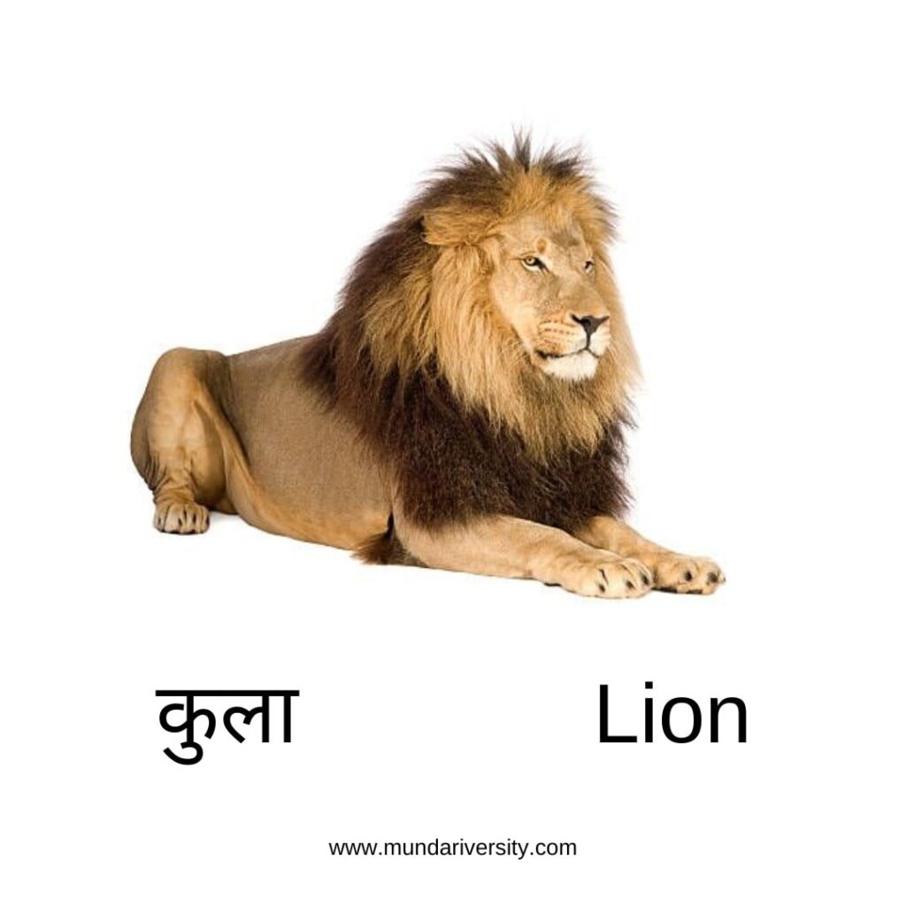 Lion