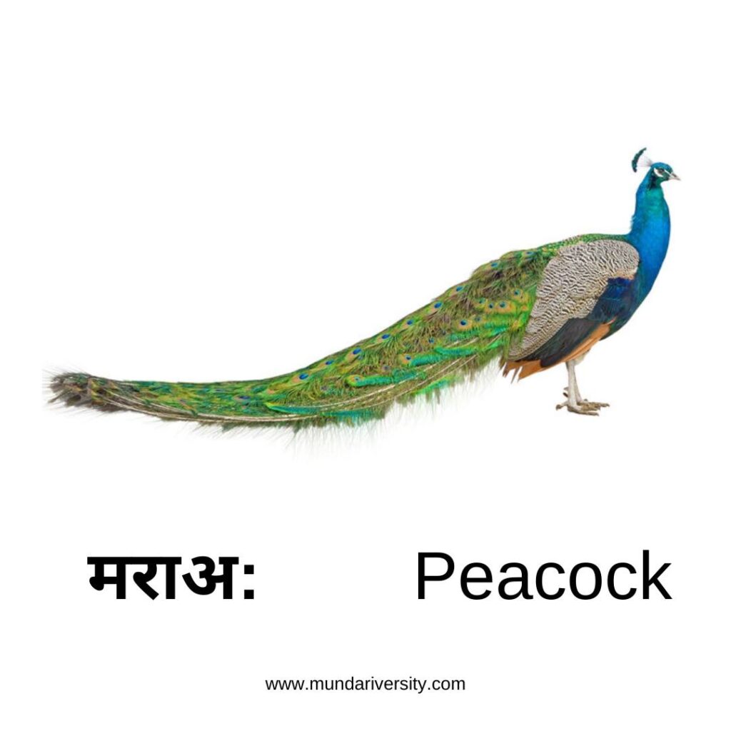 Peacock