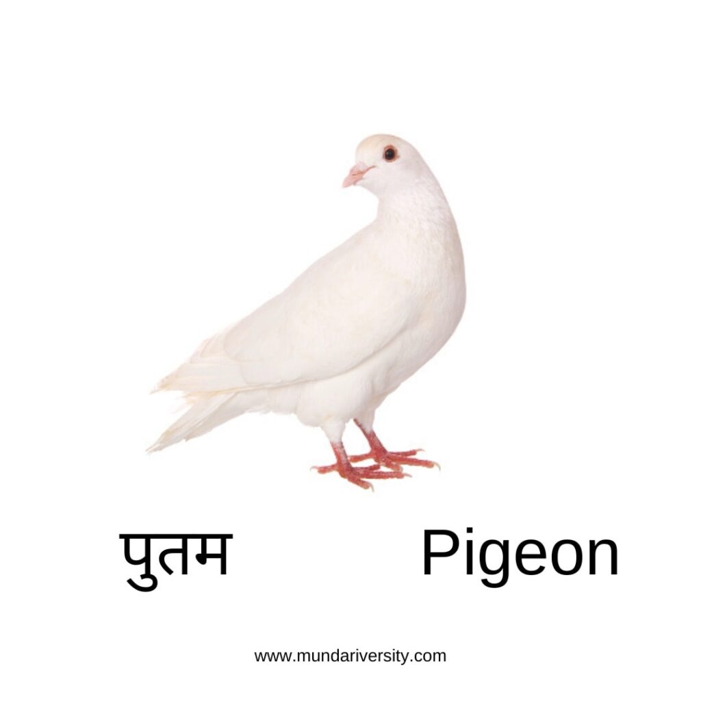 Pigeon