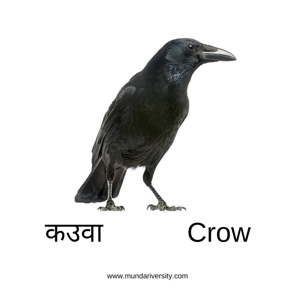 Crow