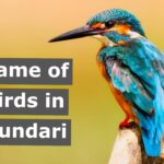 Birds name in Mundari