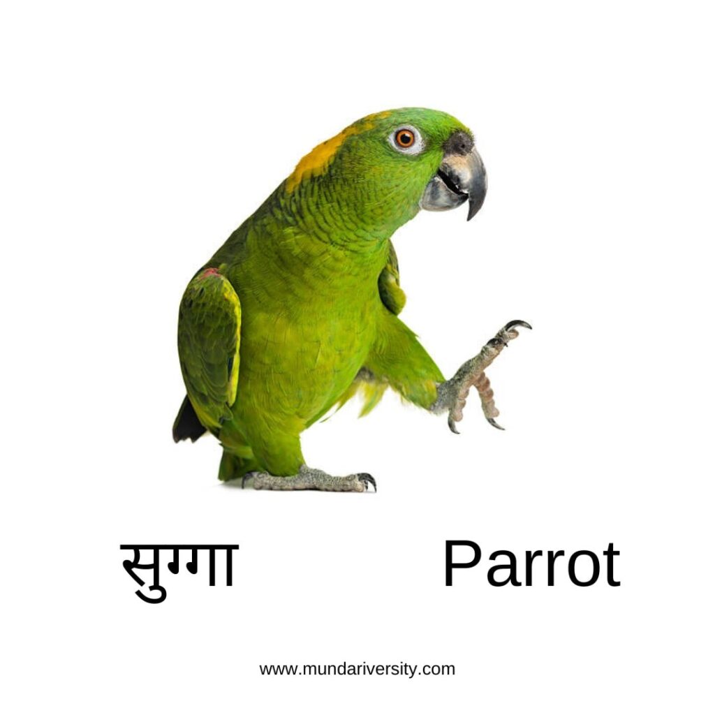 Parrot